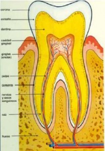 Se aprenderan técnicas especificas en el campo odontológico-forense
