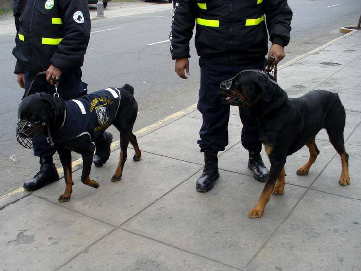 Curso basico de perros de rastreo