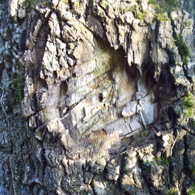 Proyecto @instacrimen de SECCIF Proyecto @instacrimen de SECCIF